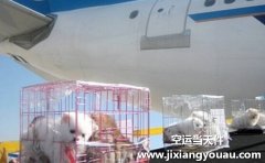 上海宠物托运：上海宠物托运公司哪家好？要多少钱？