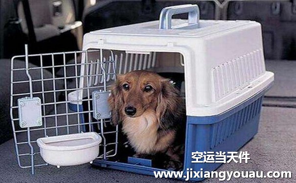 广州宠物空运